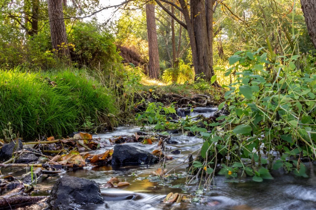 peaceful stream or brooke